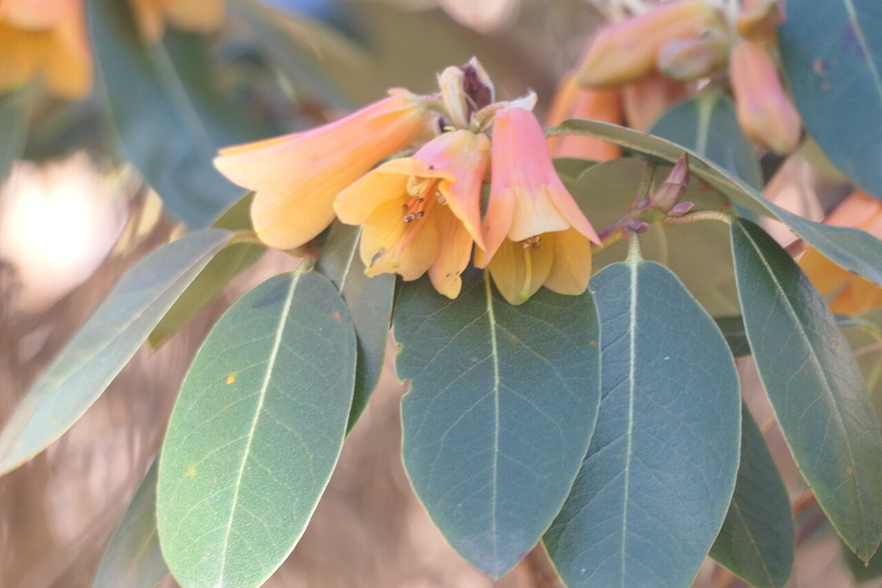 Rhododendron cinnabarinum flower