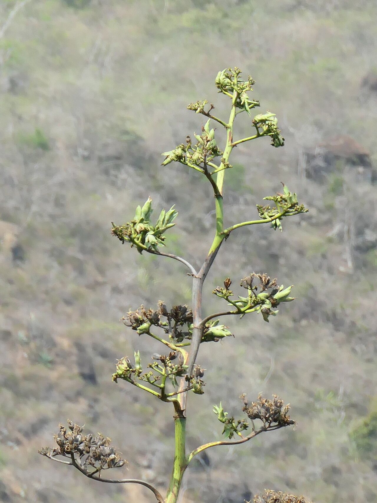 Agave cocui flower