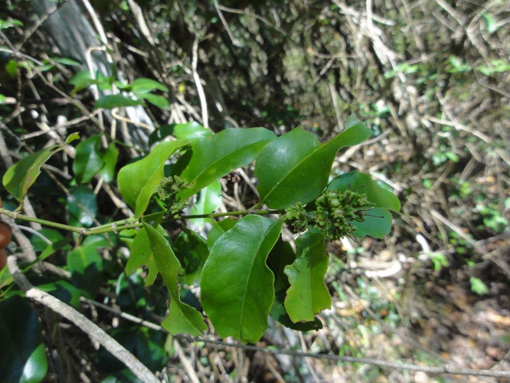 Jasminum elatum — search result for 'Jasminum'