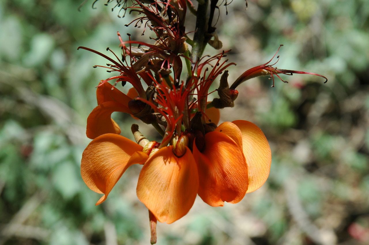 Erythrina sandwicensis flower