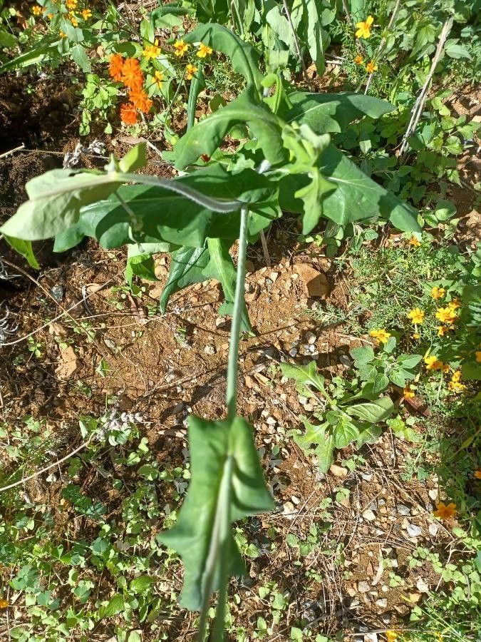 Emilia coccinea habit