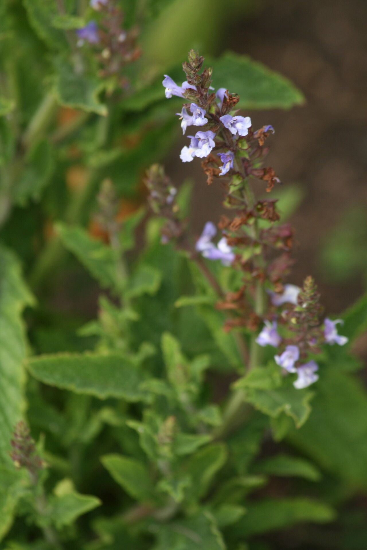 Salvia interrupta flower