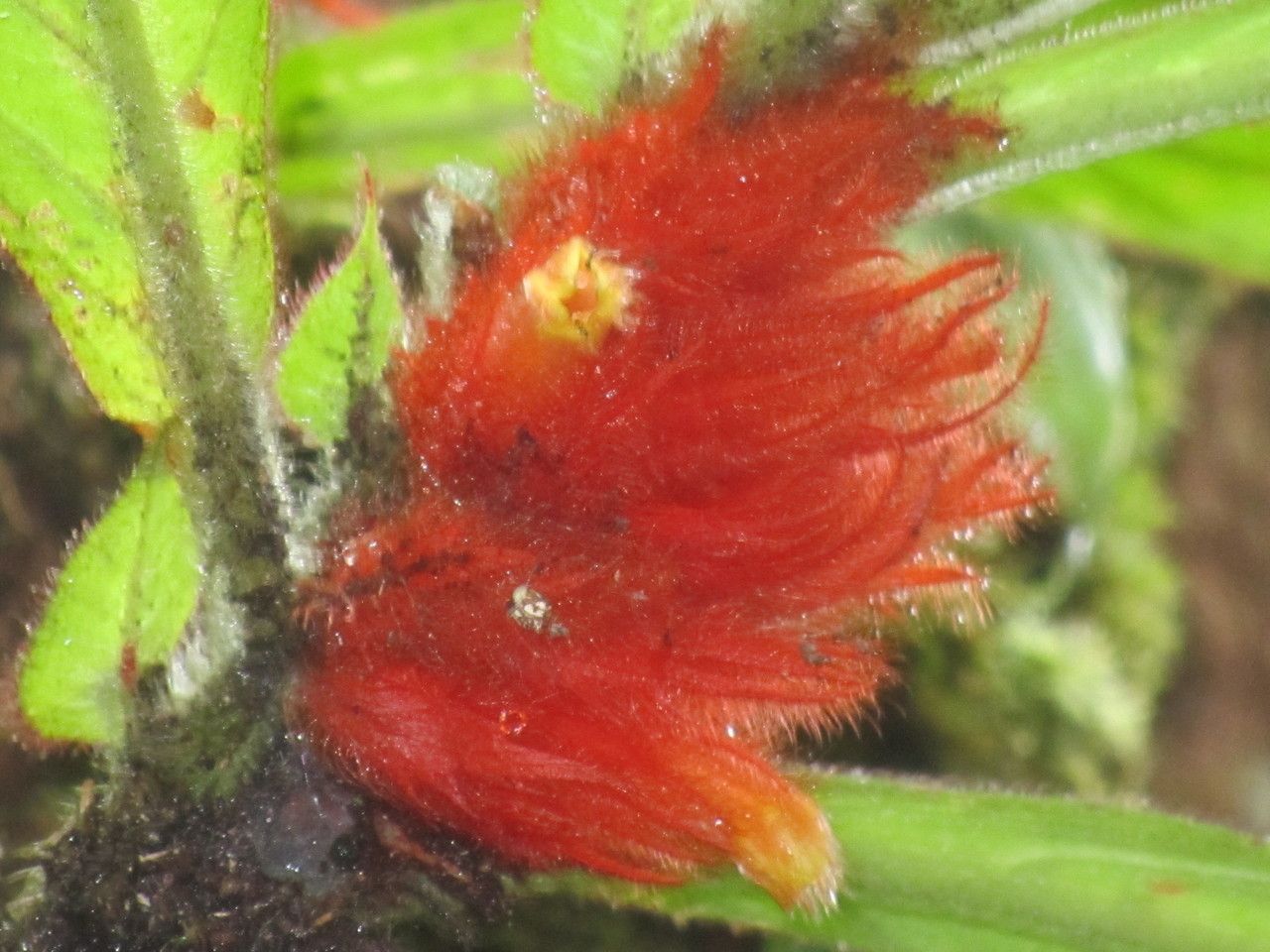Columnea purpurata flower