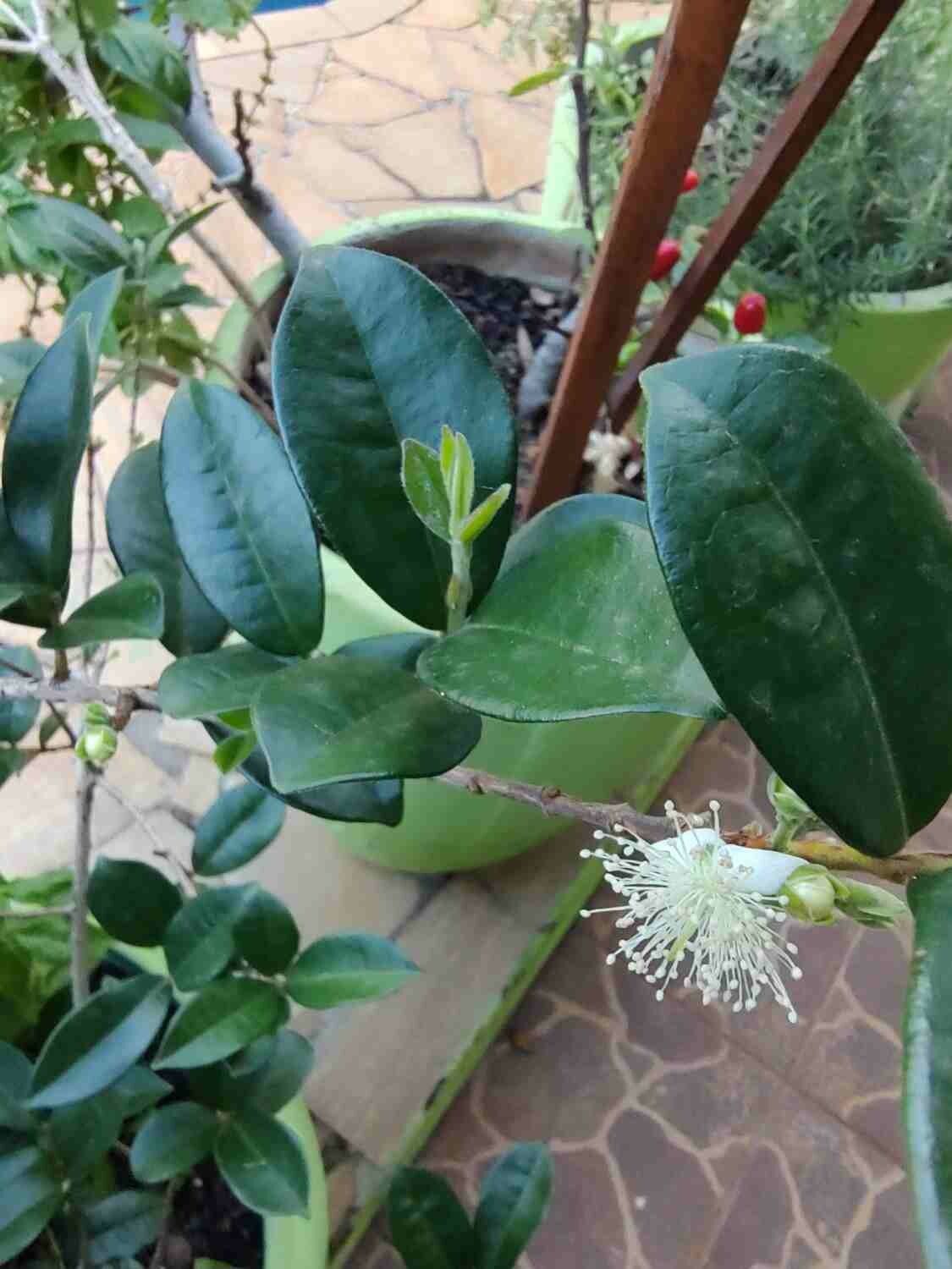 Eugenia selloi flower