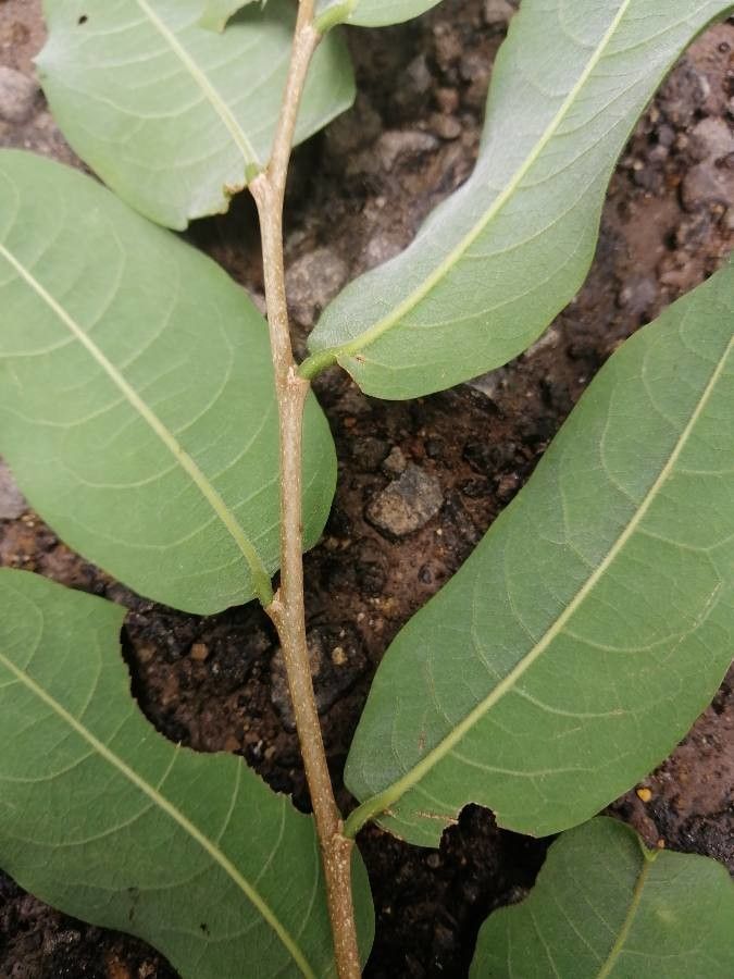 Margaritaria nobilis leaf