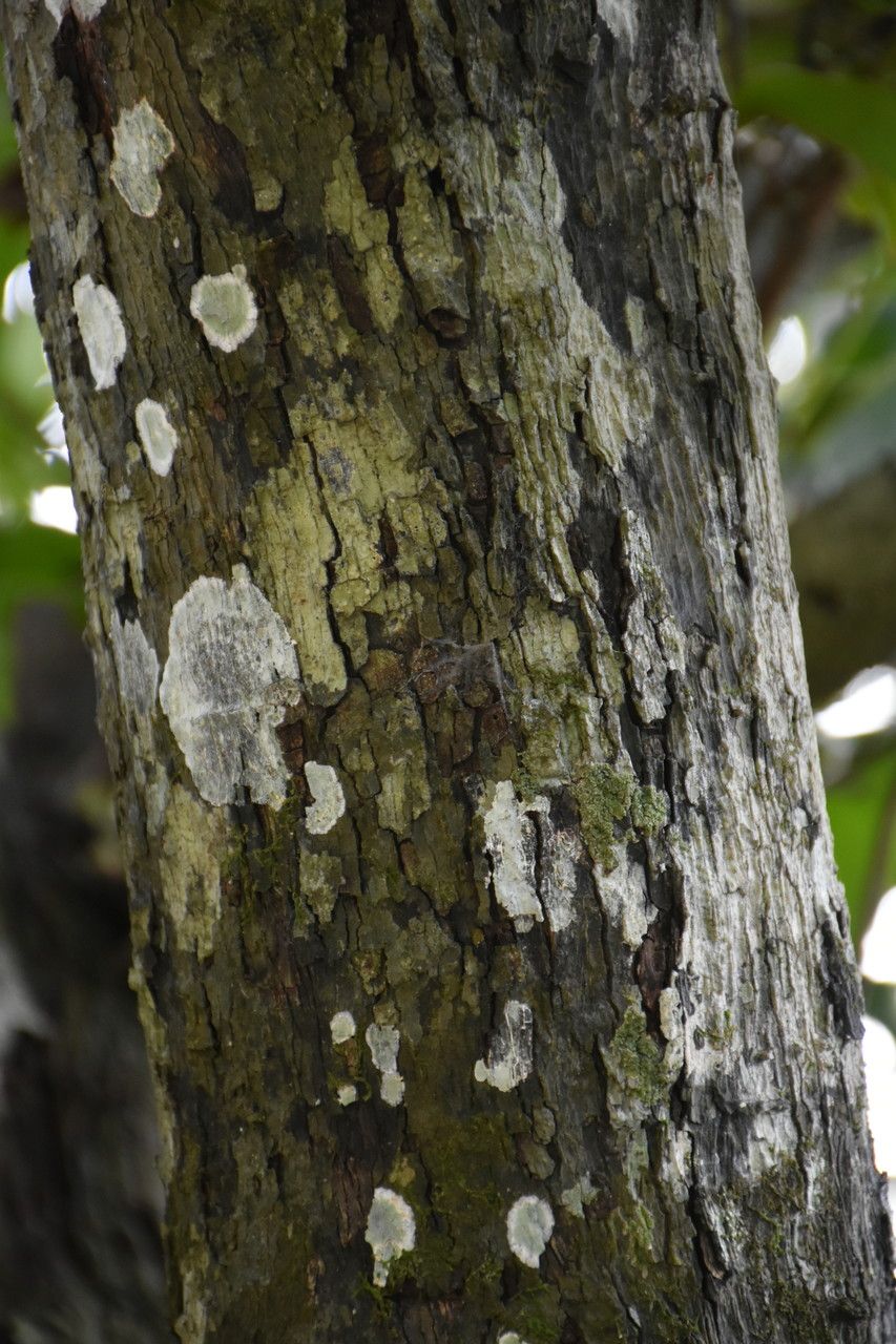 Diospyros tessellaria bark