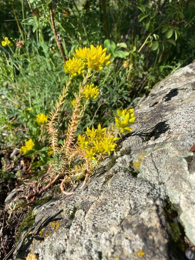 Sedum montanum habit