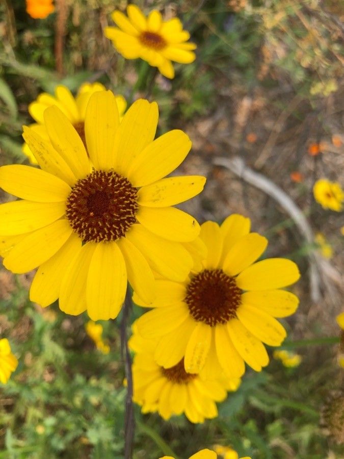 Encelia californica flower