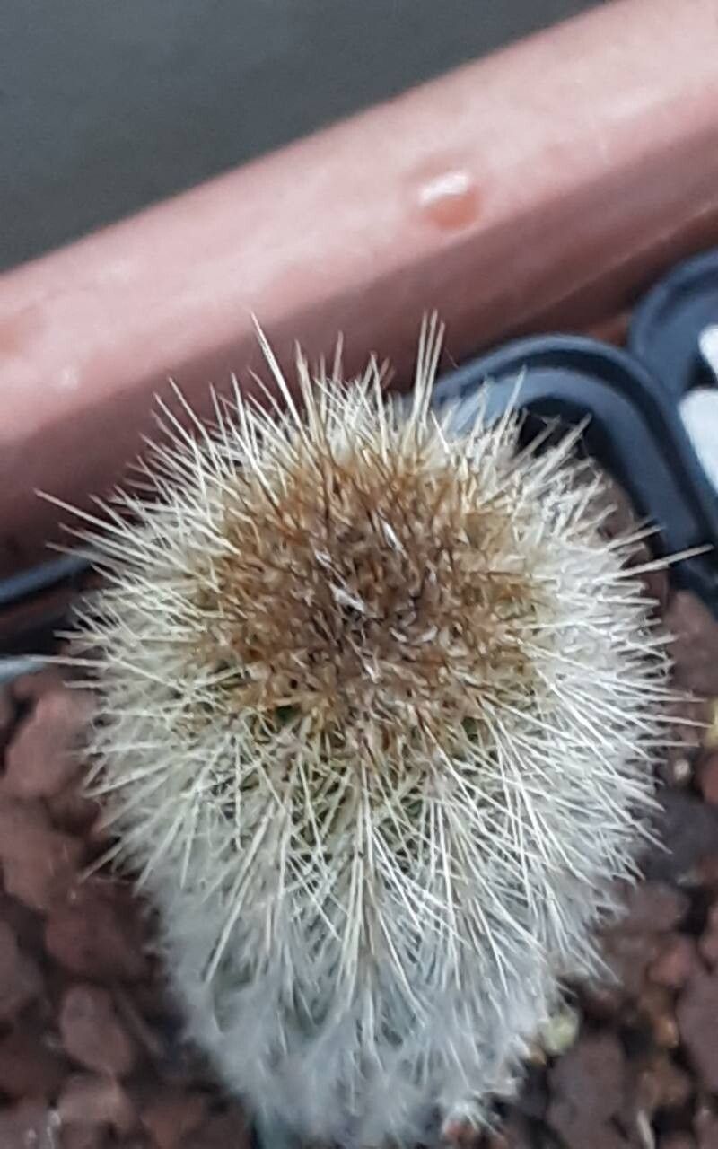 Pilosocereus aurisetus other