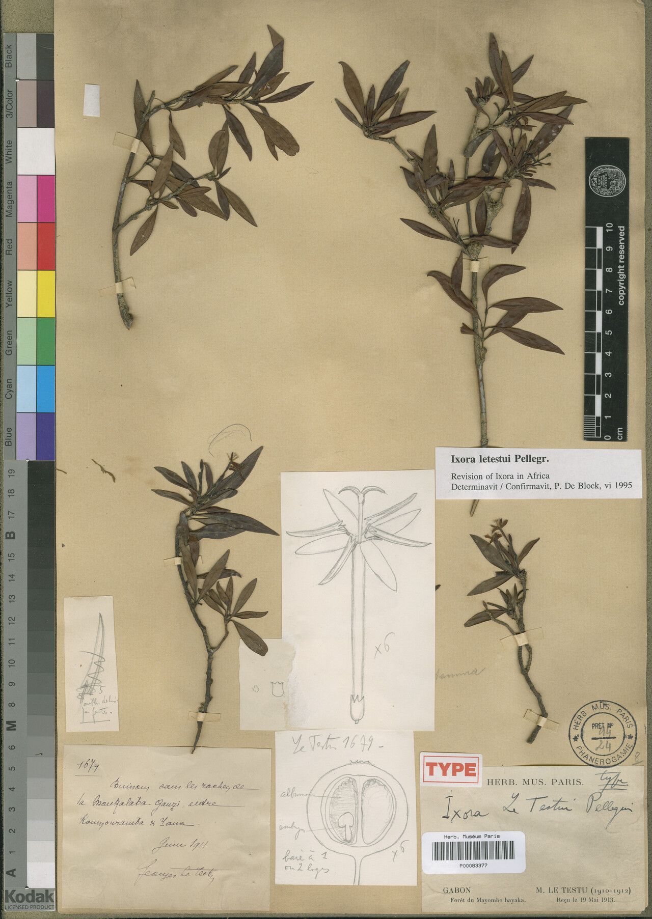 Ixora letestui — search result for 'Ixora'