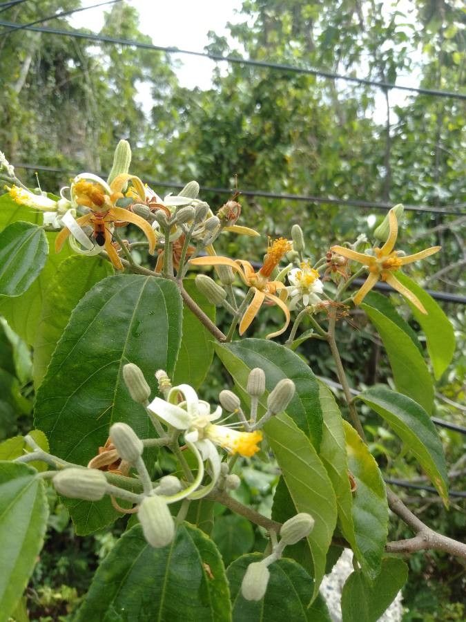 Grewia laevigata flower