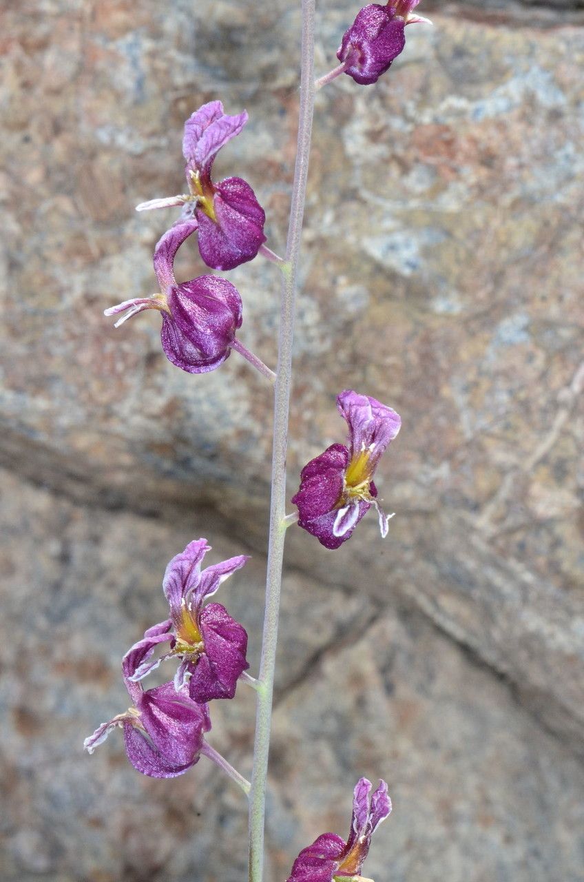 Streptanthus glandulosus habit