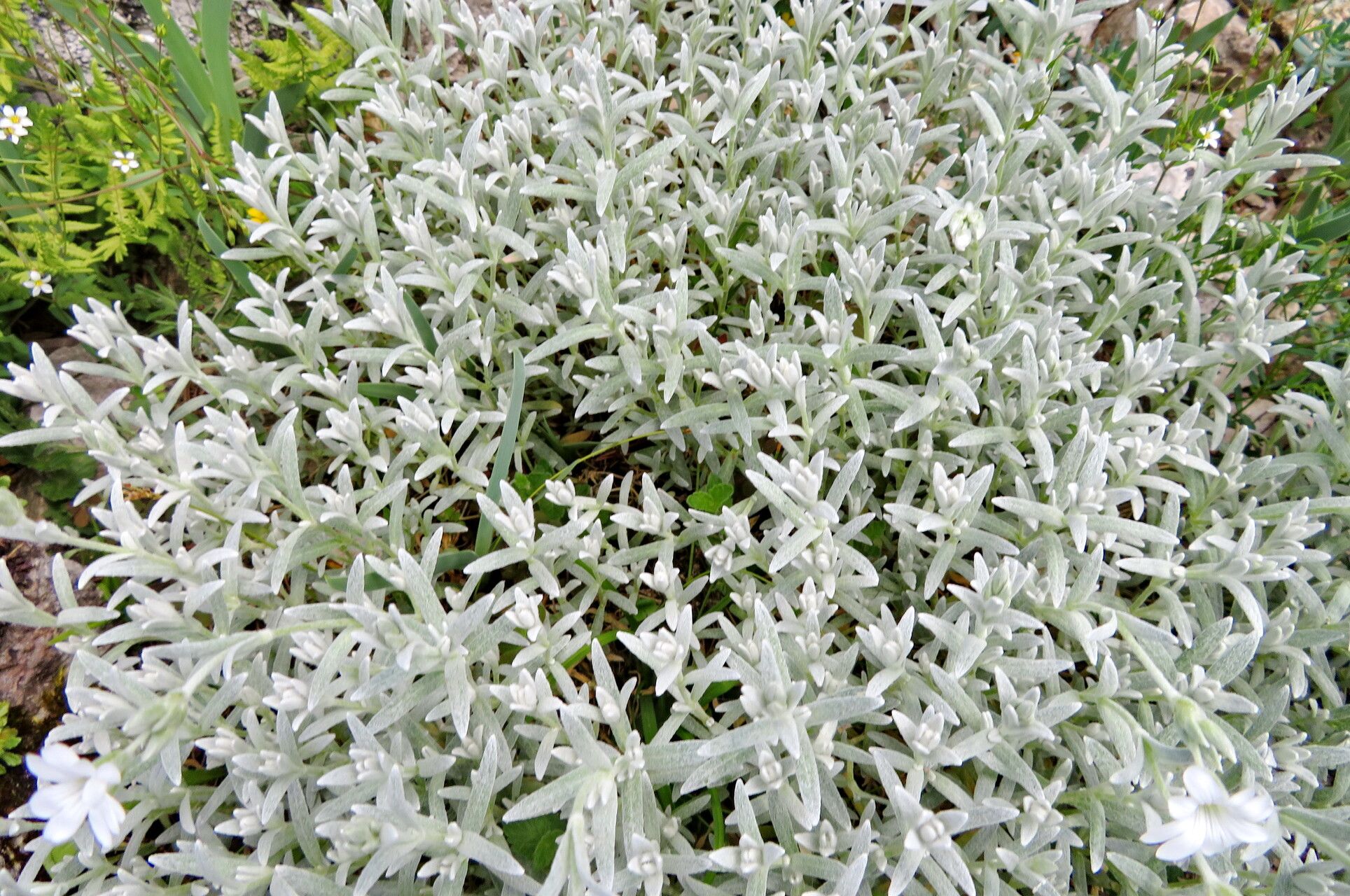 Cerastium candidissimum habit