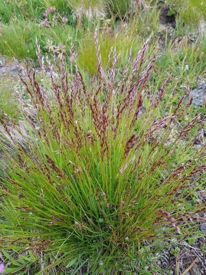 Agrostis rupestris flower