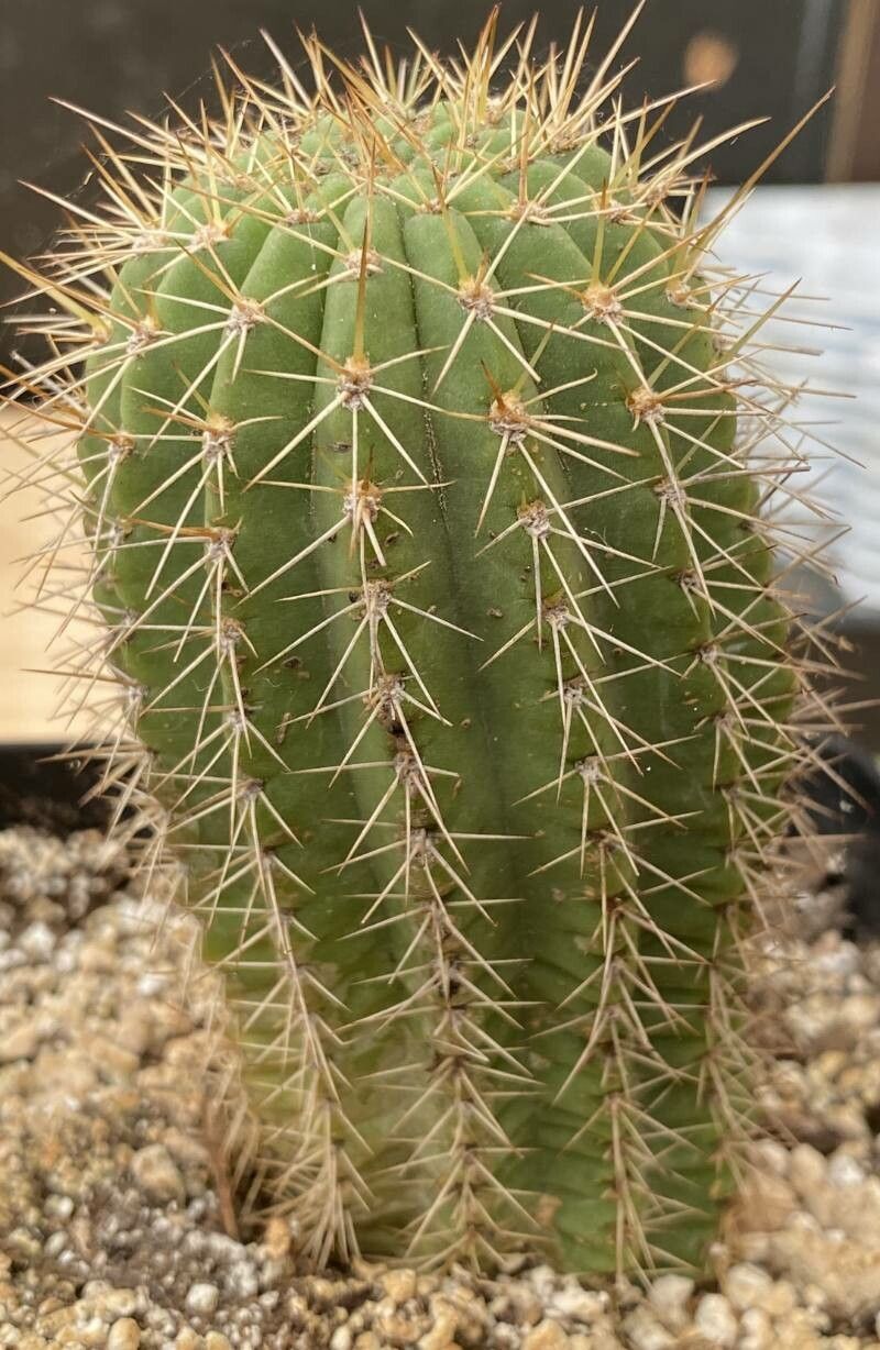 Soehrensia grandiflora — houseplant care guide