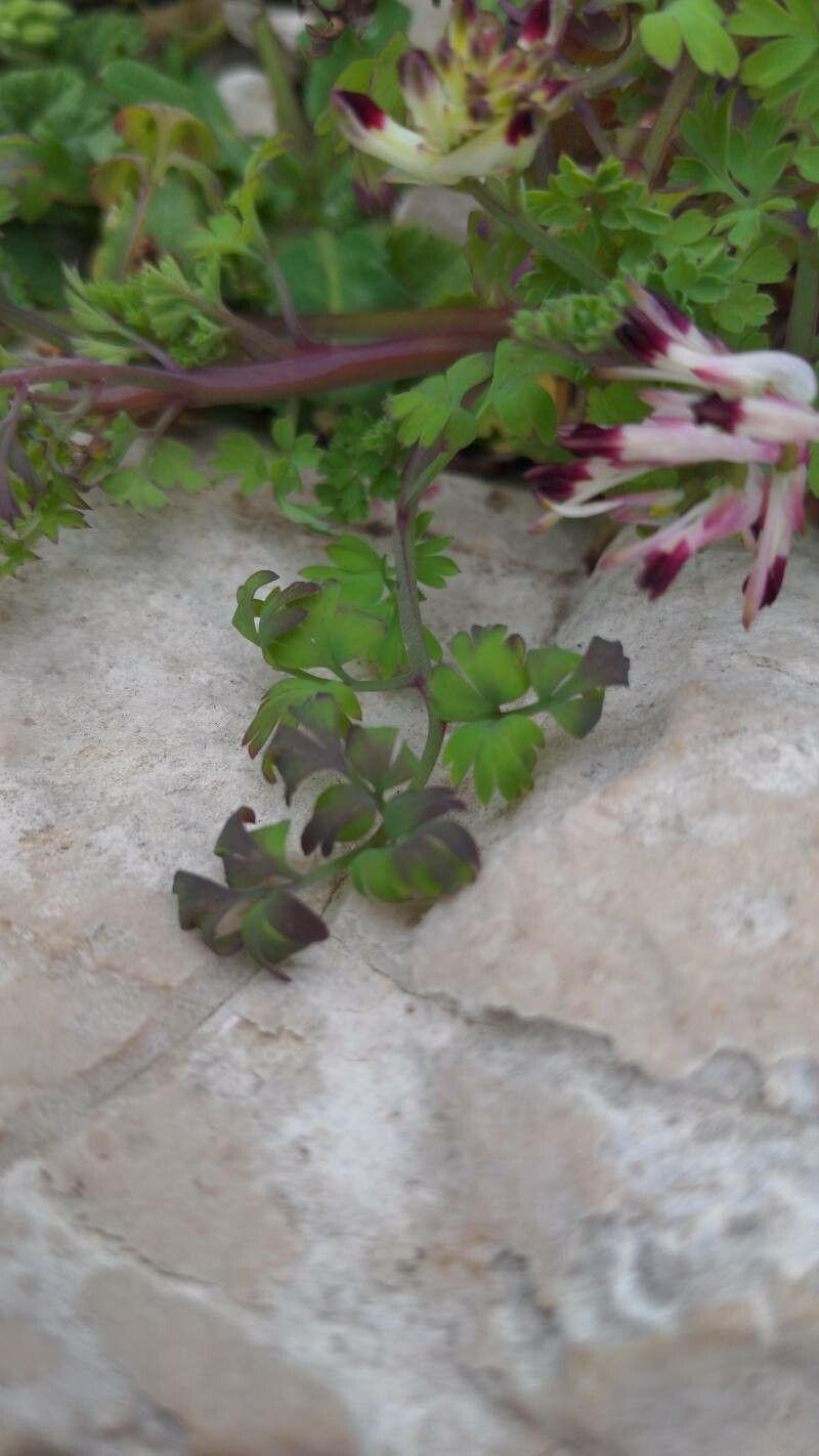 Fumaria flabellata — search result for 'Fumaria'