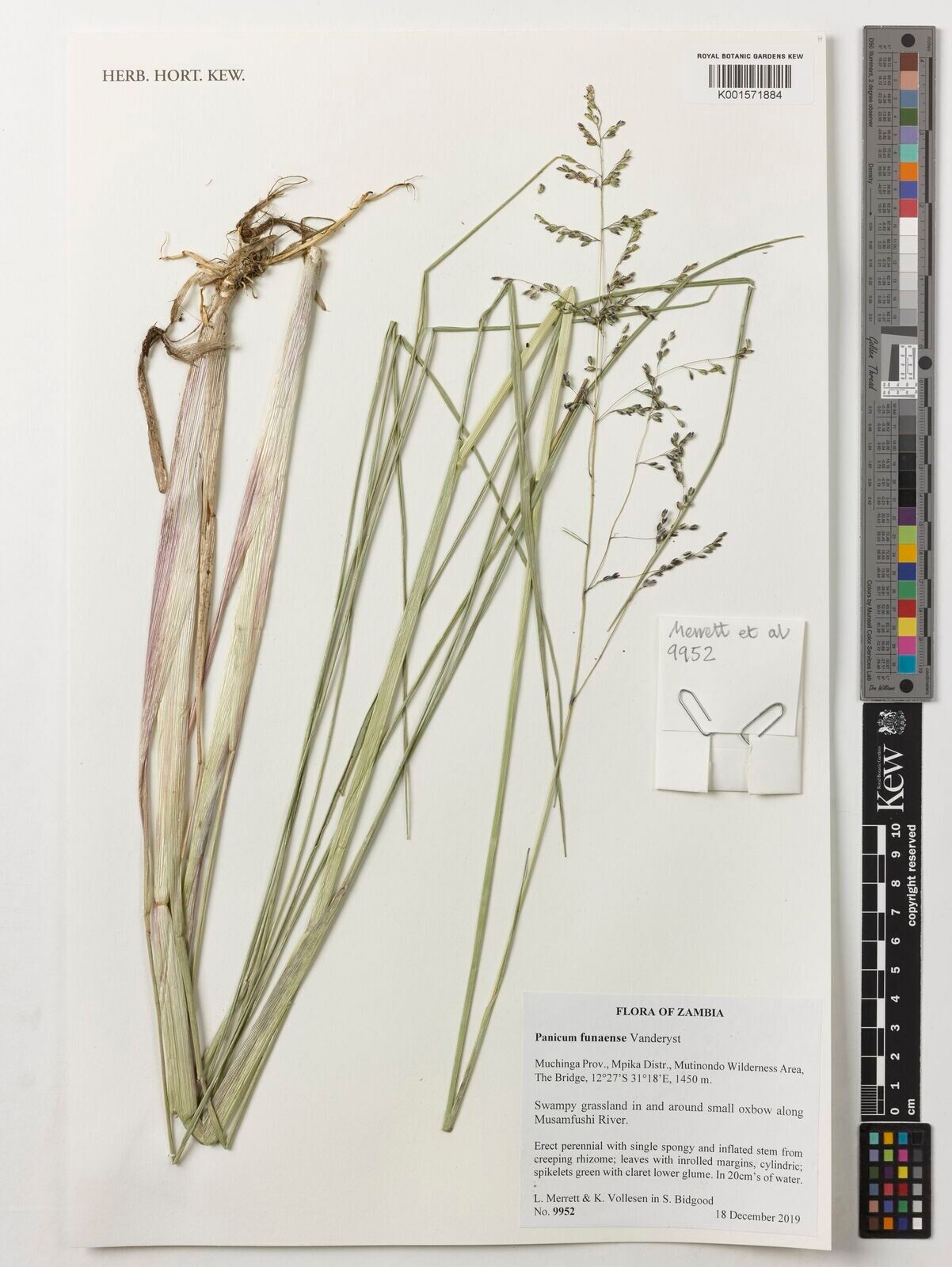 Panicum spongiosum — houseplant care guide