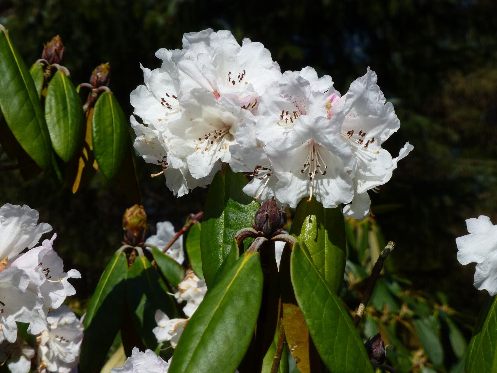 Rhododendron wightii flower