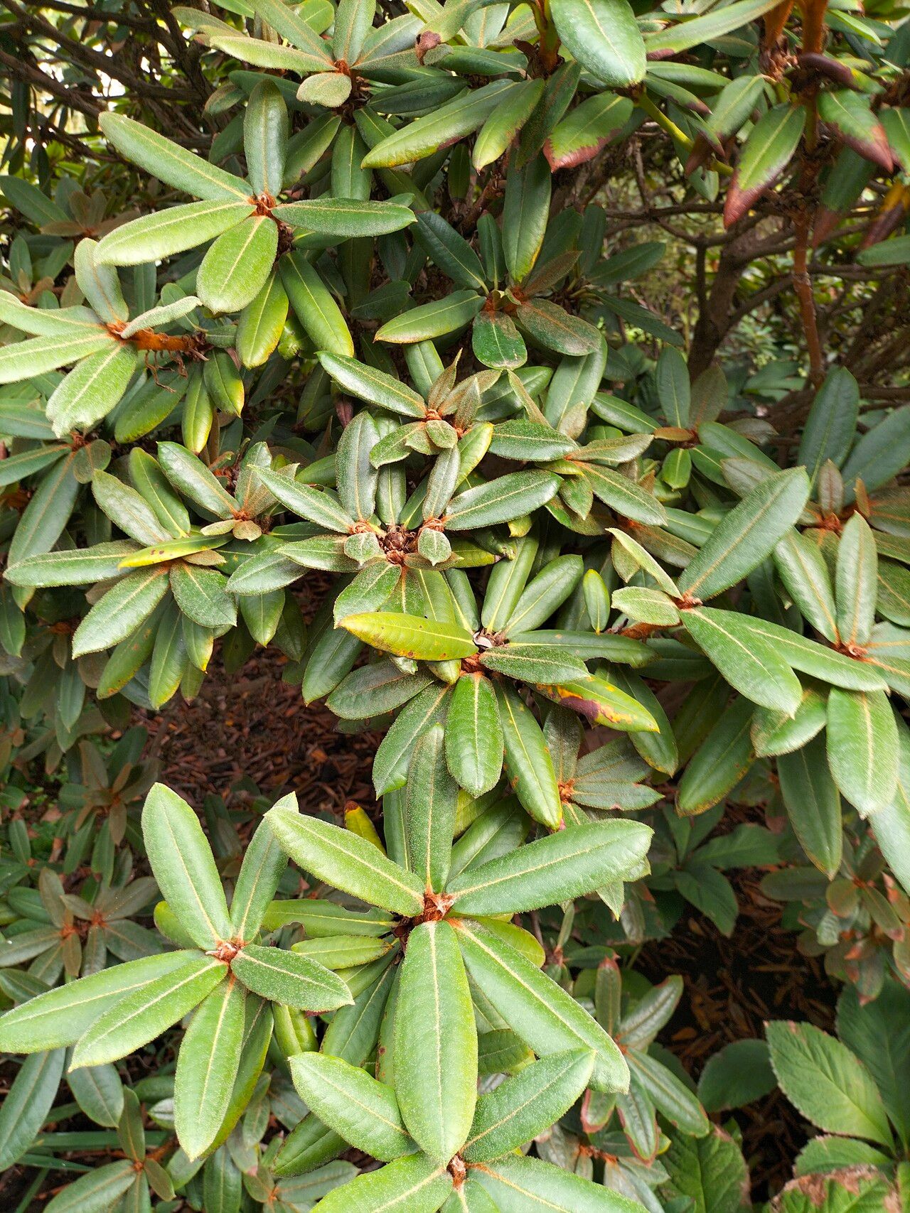 Rhododendron longesquamatum — houseplant care guide