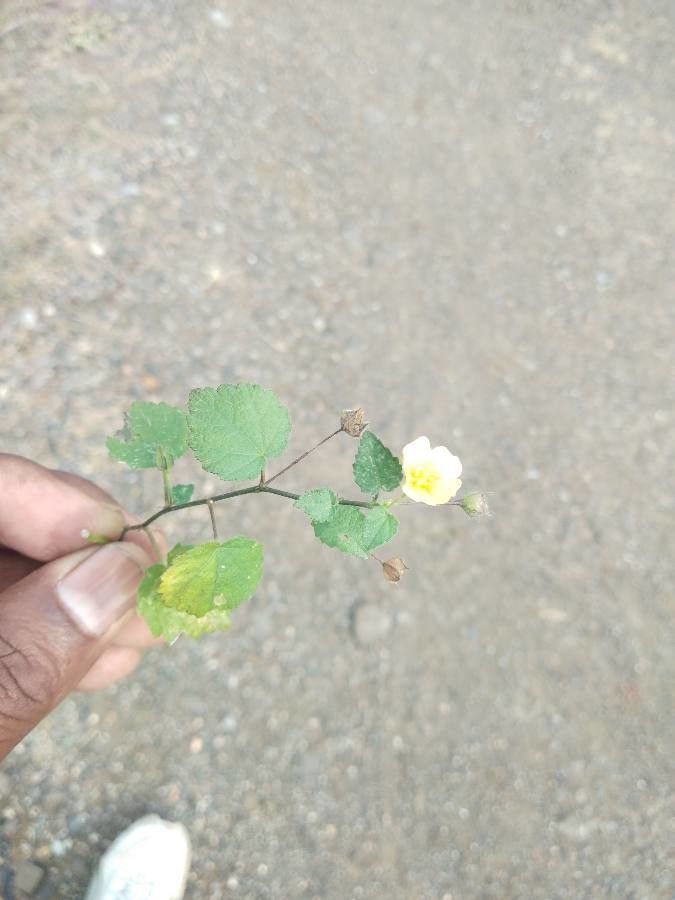 Sida cordata — search result for 'Sida'