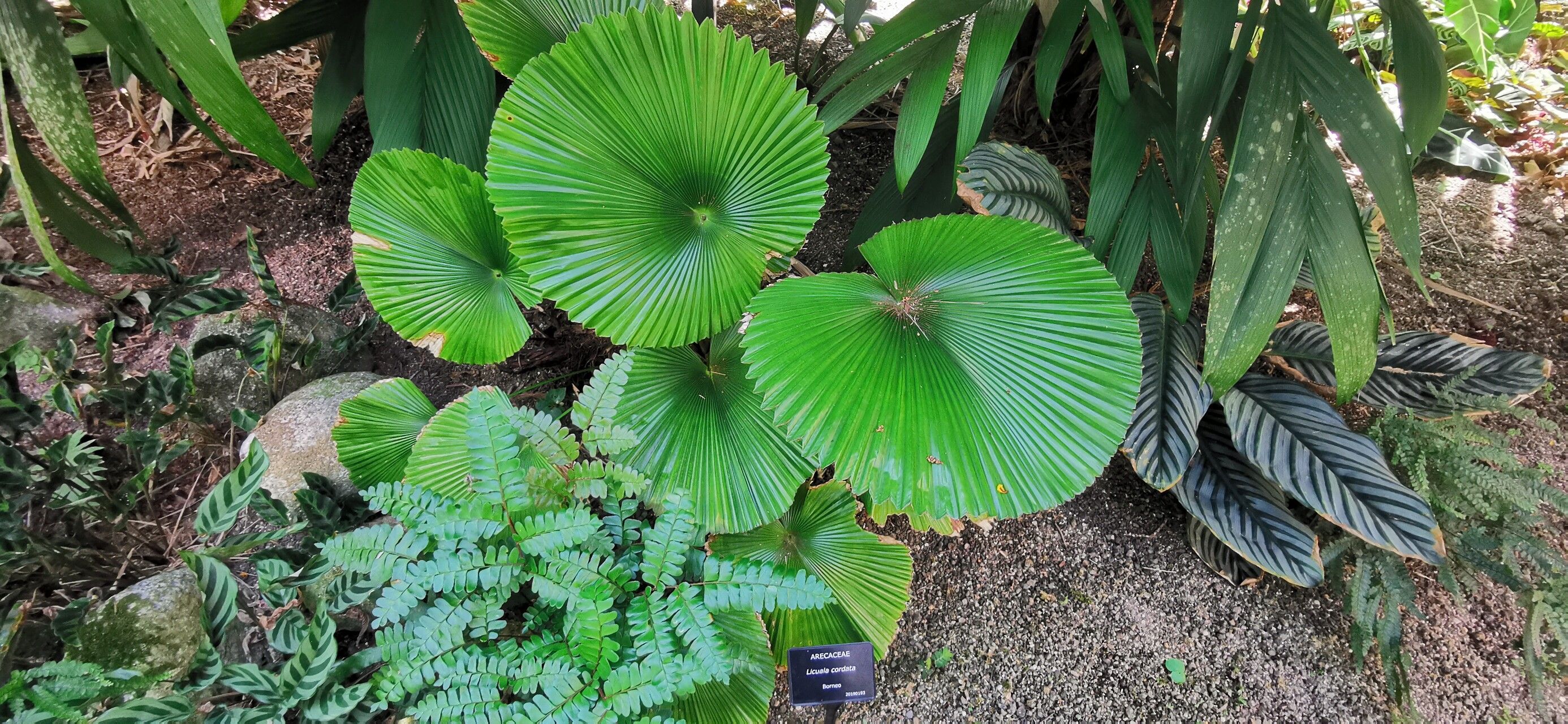 Licuala cordata habit