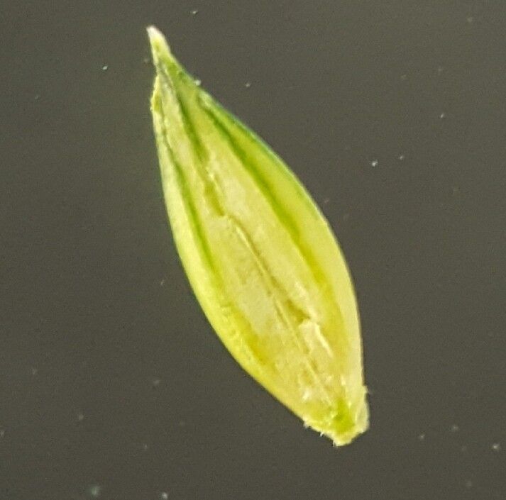 Urochloa glumaris fruit