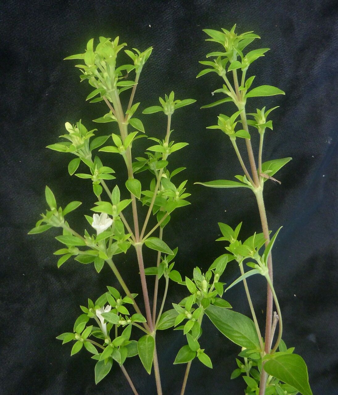 Leptodermis stapfiana habit