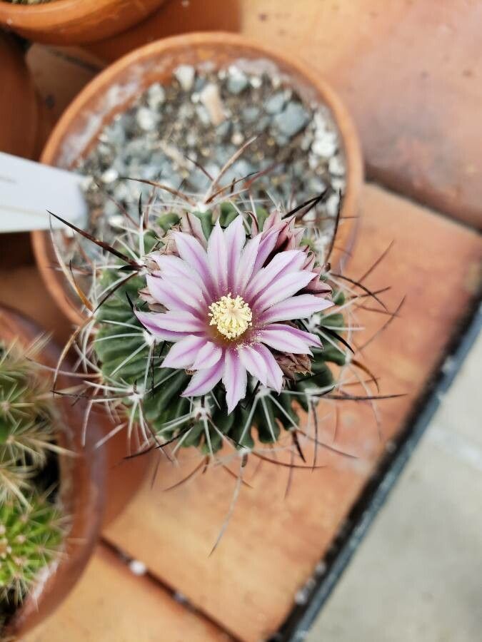 Stenocactus vaupelianus flower