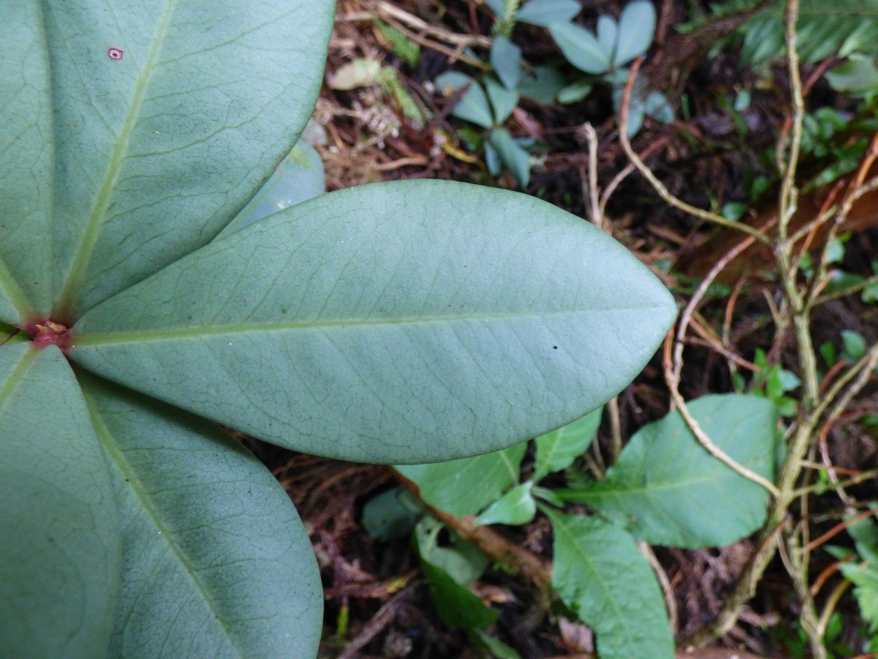 Badula decumbens — related species from the same genus
