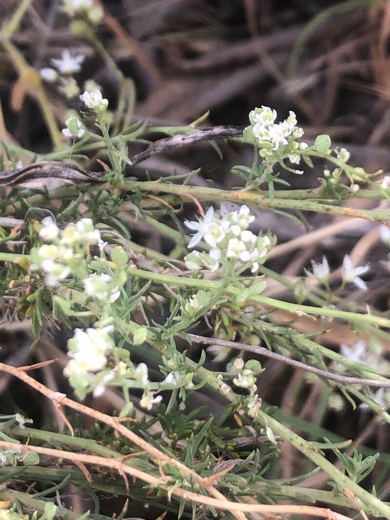 Lepidium subulatum flower