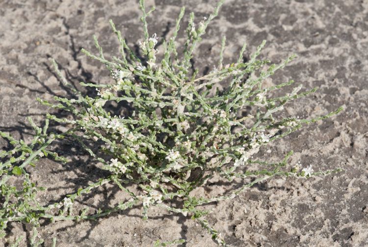 Cressa nudicaulis habit