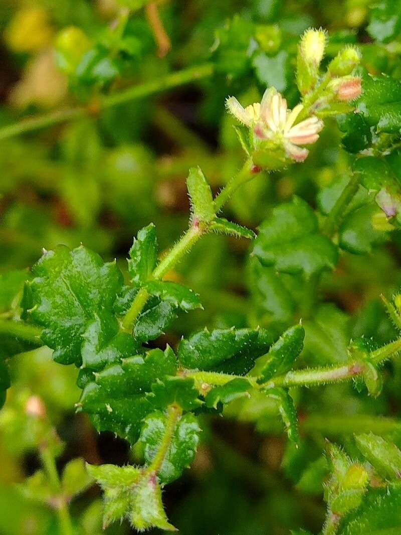 Gonocarpus teucrioides — related species from the same genus
