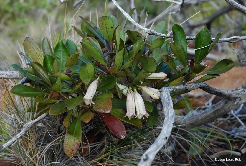 Thiollierea artensis habit