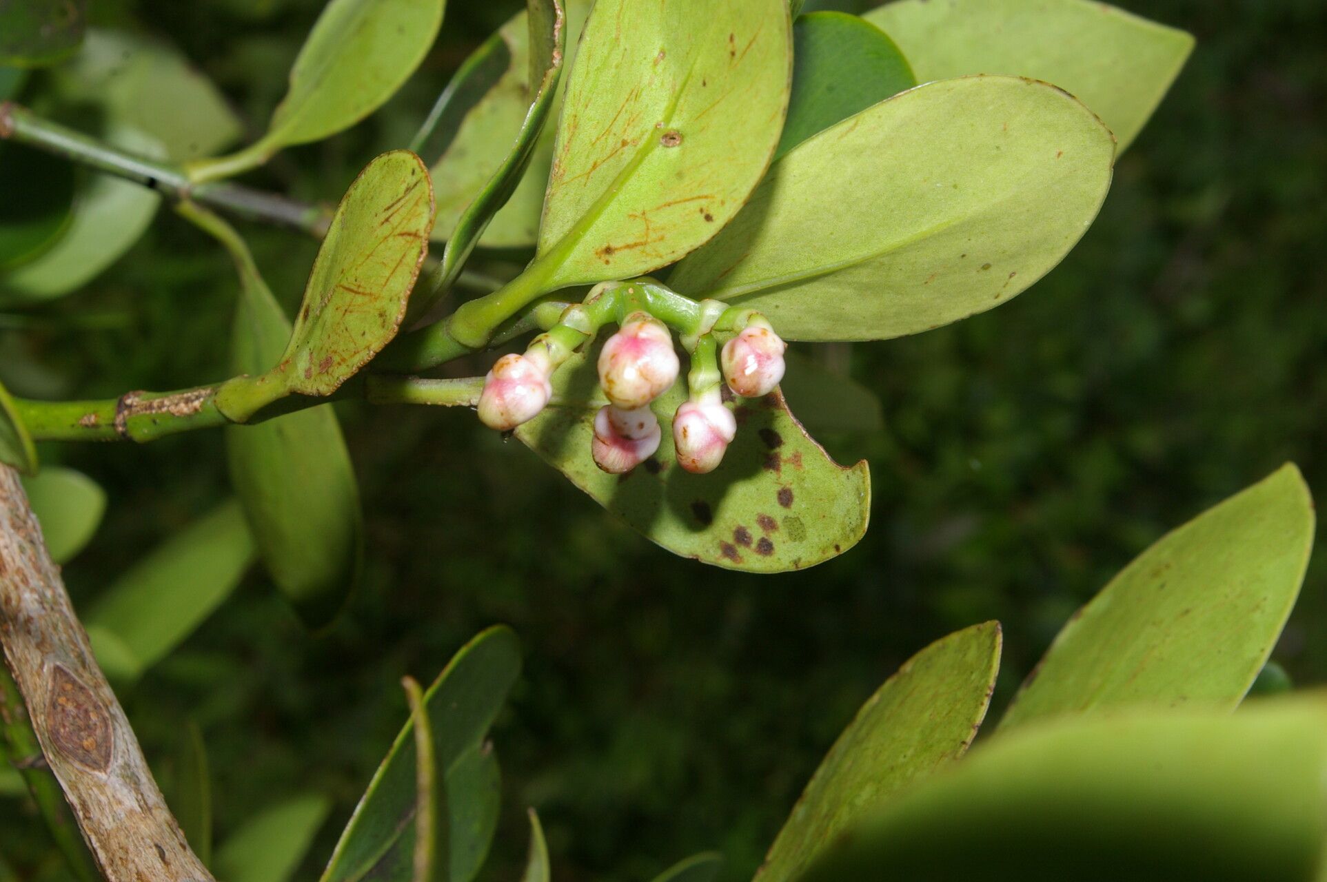 Clusia cylindrica fruit