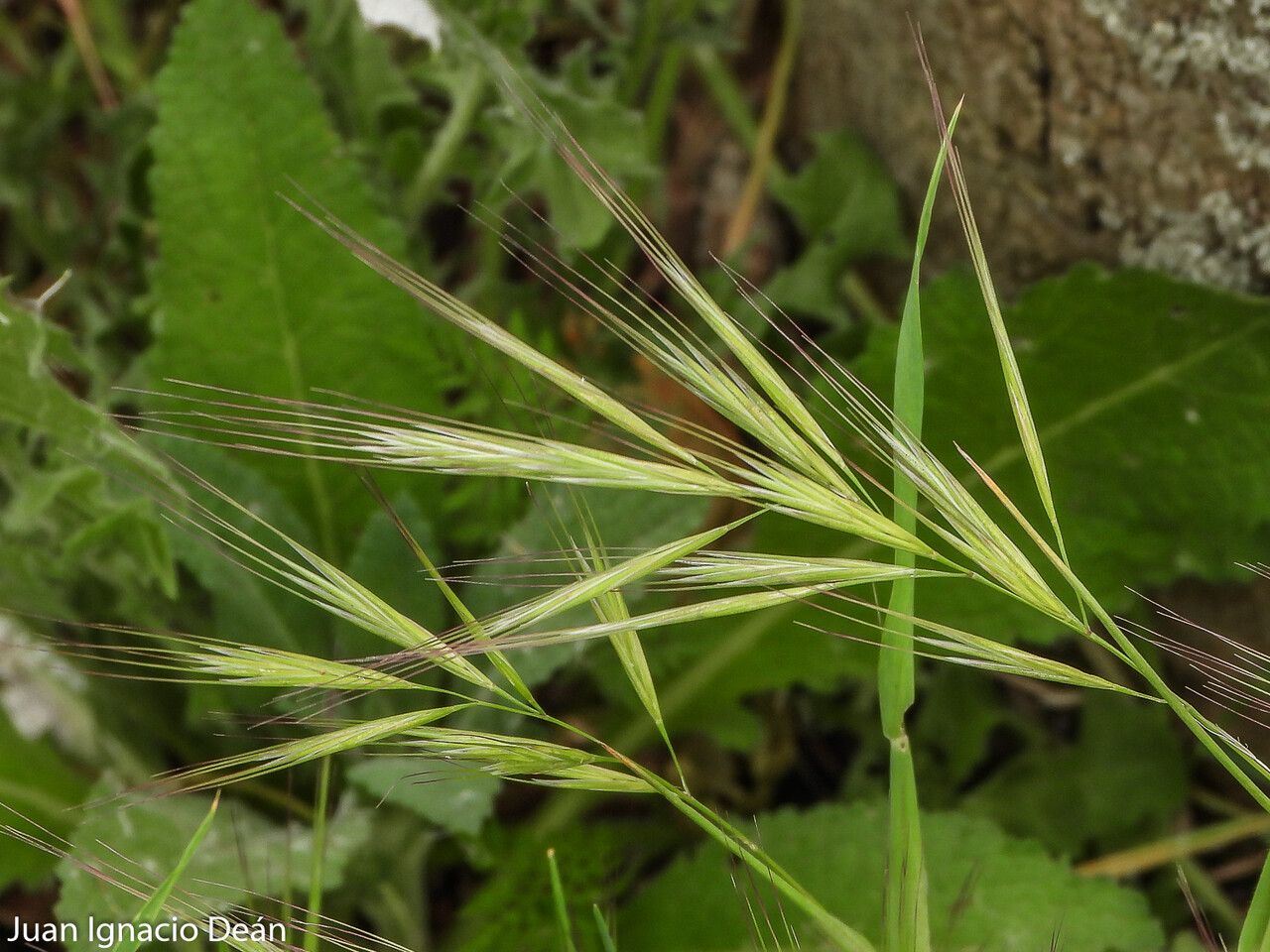 Bromus madritensis flower
