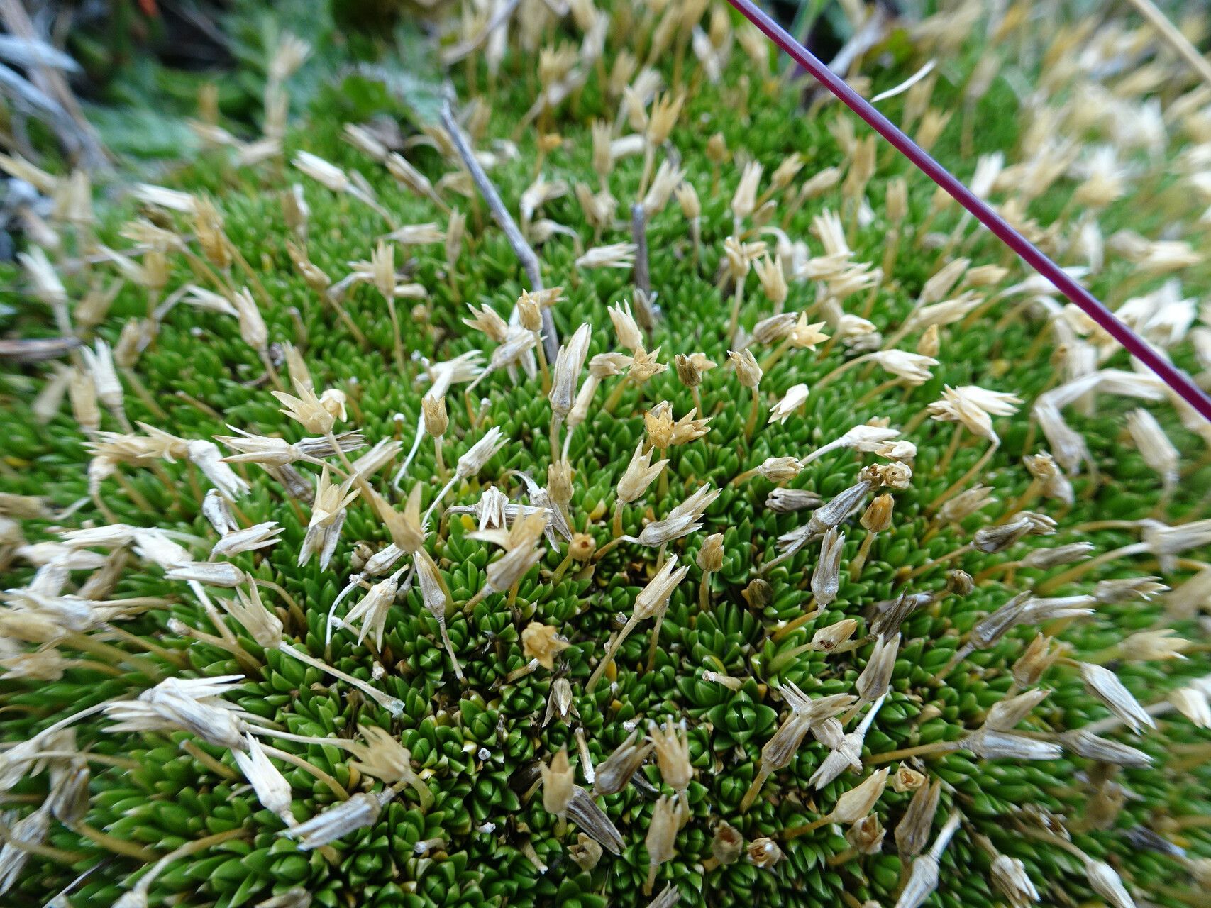 Arenaria nitida flower