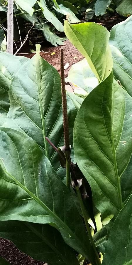Anthurium schlechtendalii — plants for gifts houseplant
