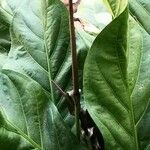 Anthurium schlechtendalii