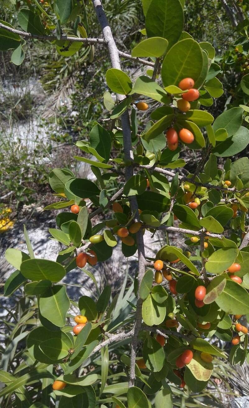 Erythroxylum suberosum fruit