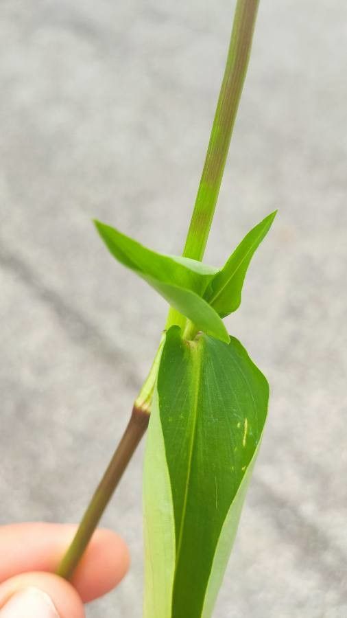 Commelina virginica leaf