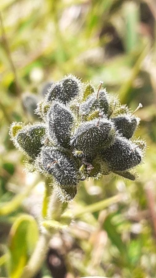 Veronica bellidioides fruit
