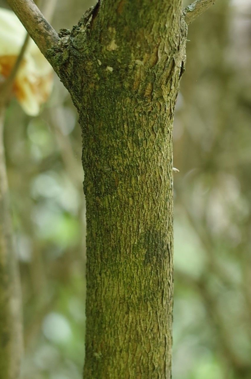 Rhododendron campylocarpum bark