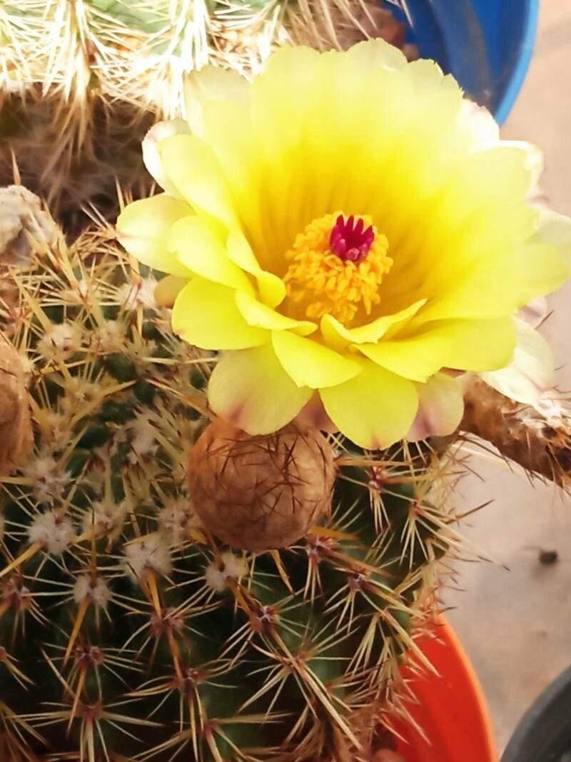 Parodia erubescens bark