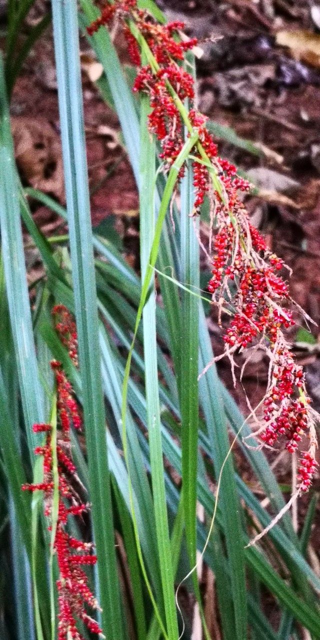 Carex dispalata habit
