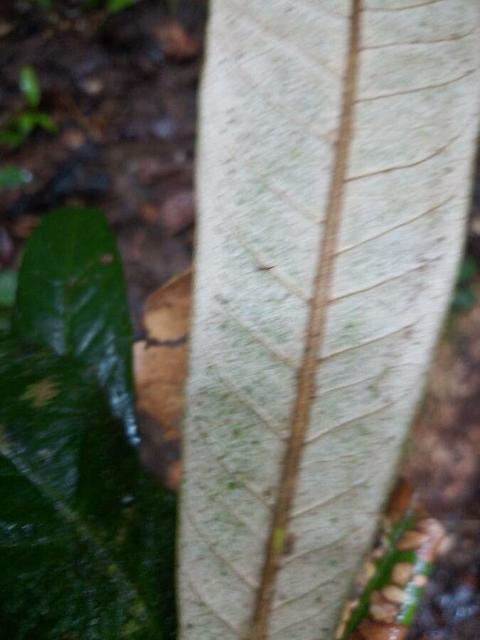 Pouteria cicatricata leaf