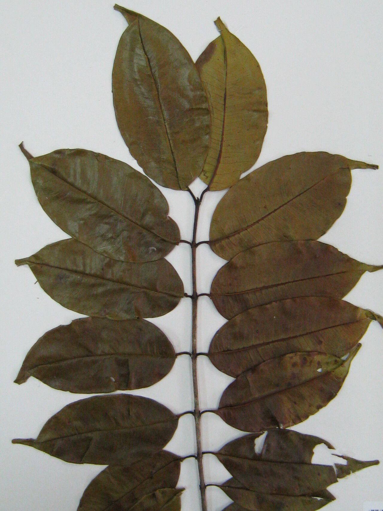 Lafoensia vandelliana other