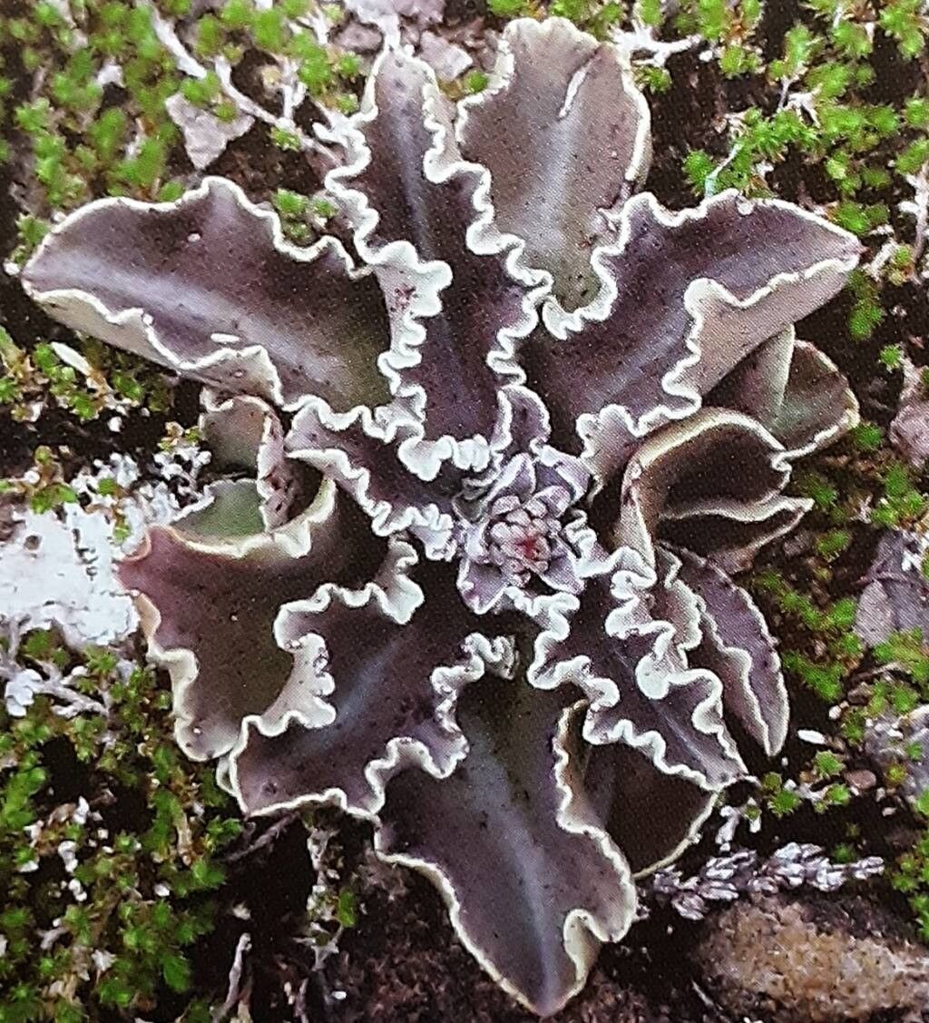 Thompsonella minutiflora — related species from the same genus