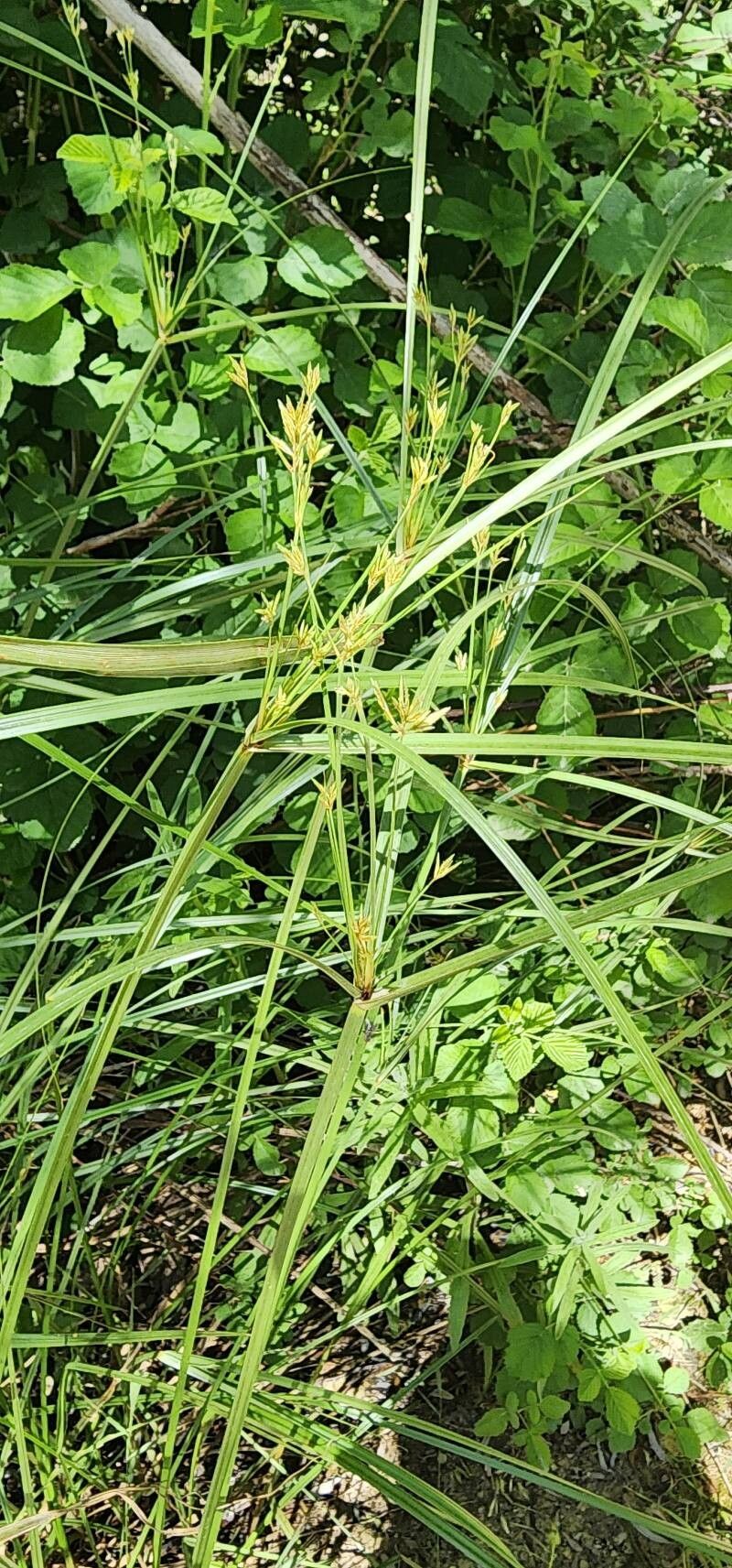 Cyperus serotinus habit