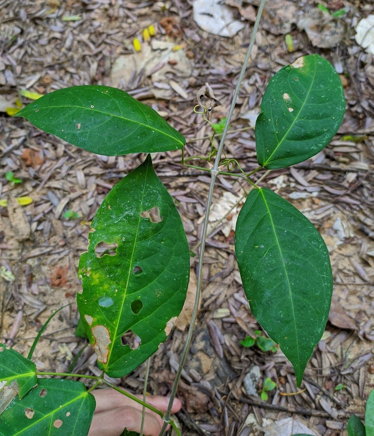 Mansoa kerere — related species from the same genus