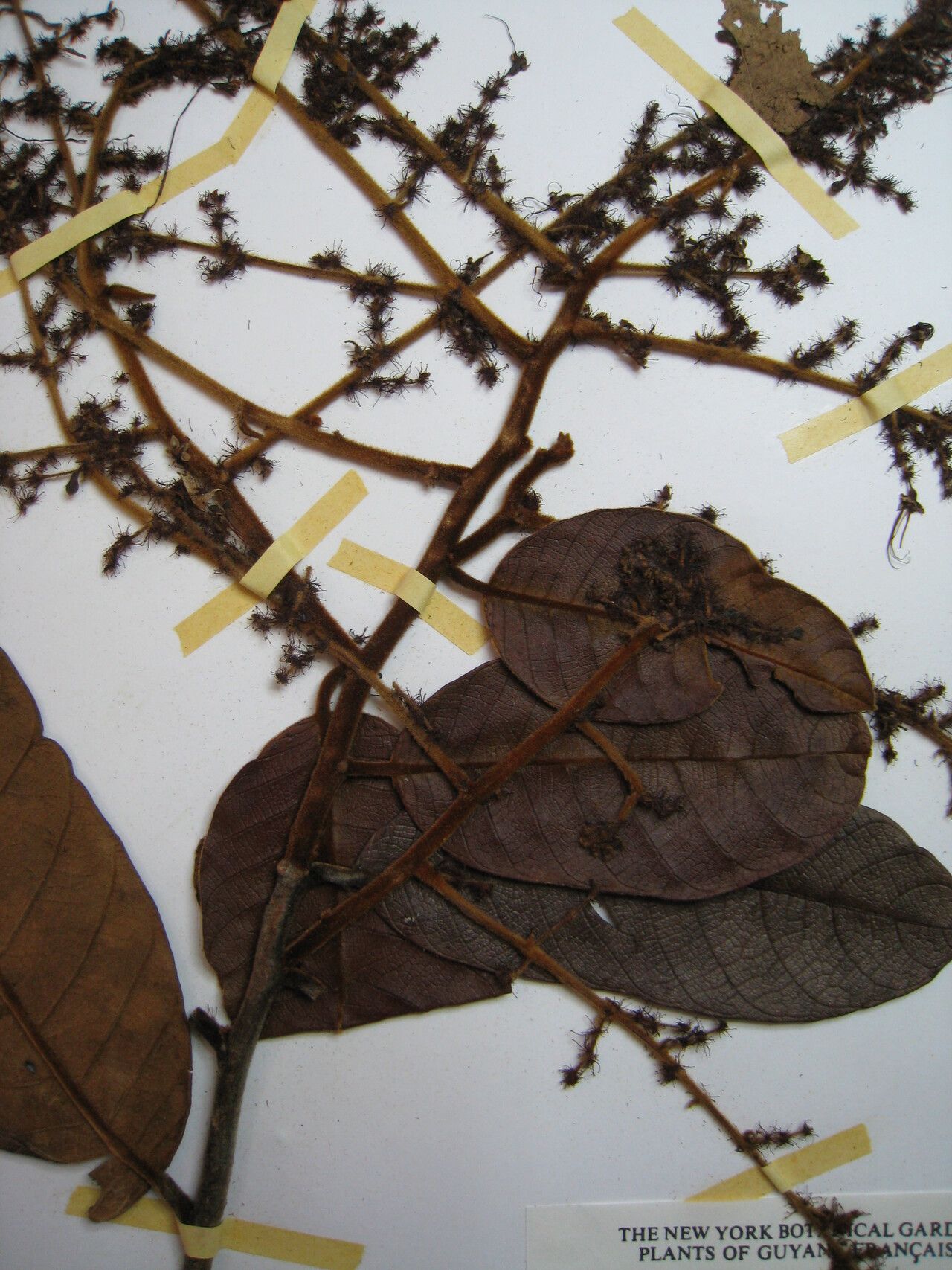 Hirtella glandulosa other